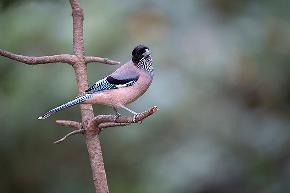 Black headed jay