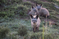 Bat-eared fox