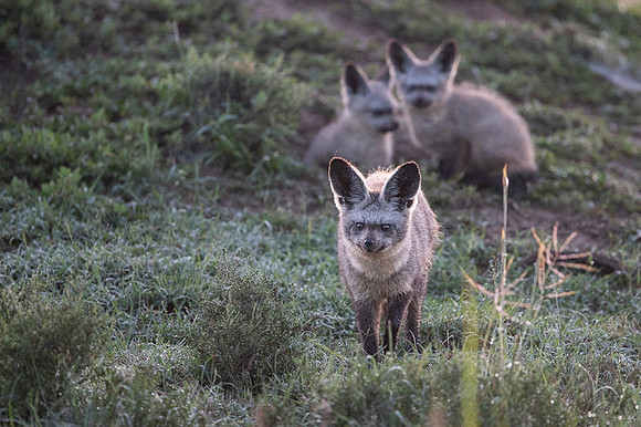 Bat-eared fox