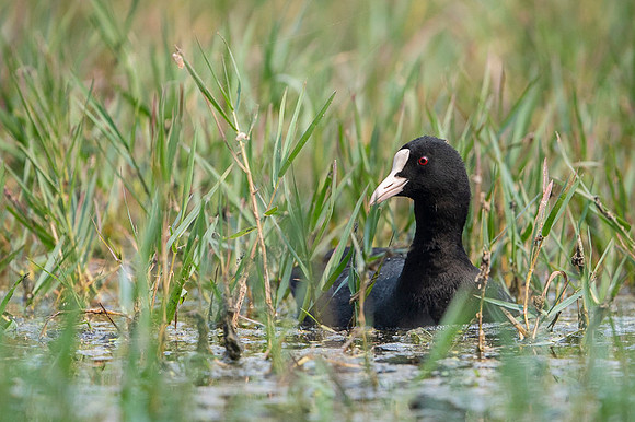 Common coot