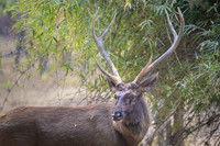 Sambar Deer