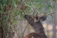 Sambar Deer