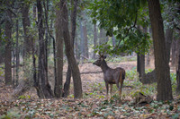 Sambar Deer