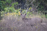 Sambar Deer