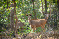 Sambar Deer
