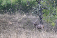 Sambar Deer