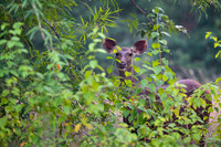 Sambar Deer