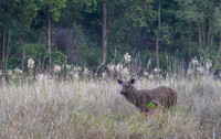 Sambar Deer