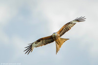 Red Kite / Kania ruda