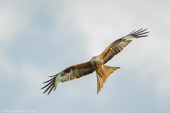 Red Kite / Kania ruda