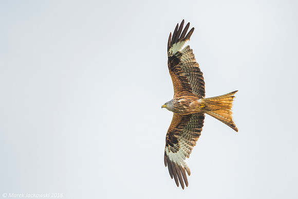 Red Kite / Kania ruda