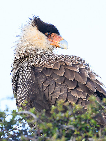 Crested caracara