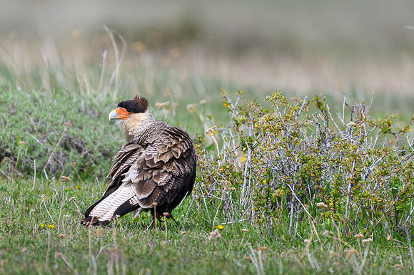 Crested caracara