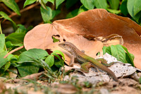 Giant Ameiva