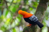 Andean cock-of-the-rock