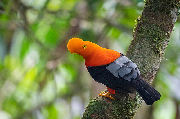 Andean cock-of-the-rock