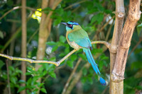 Blue-crowned Motmot