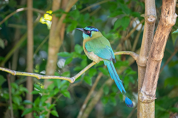 Blue-crowned Motmot