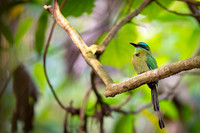 Blue-crowned Motmot