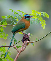 Blue-crowned Motmot