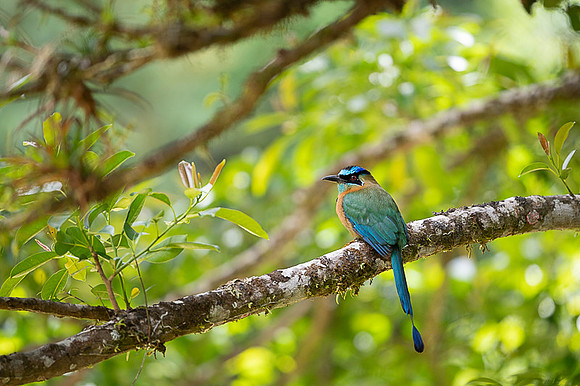 Blue-crowned Motmot