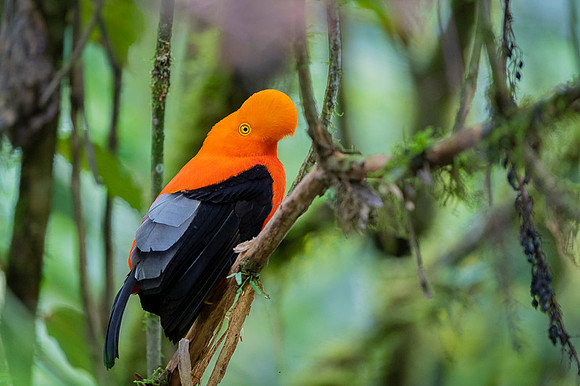 Andean cock-of-the-rock