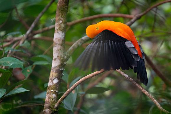 Andean cock-of-the-rock