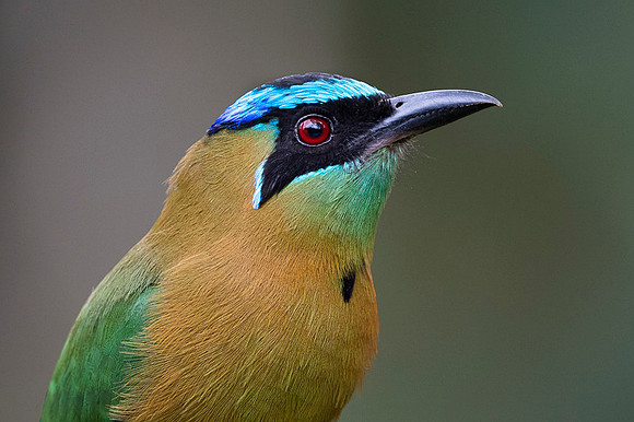 Blue-crowned Motmot