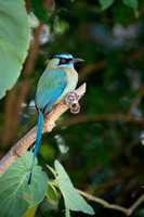 Blue-crowned Motmot