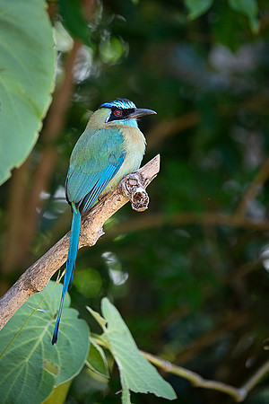 Blue-crowned Motmot