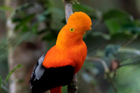 Andean cock-of-the-rock