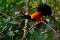 Andean cock-of-the-rock