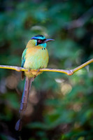 Blue-crowned Motmot