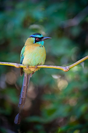 Blue-crowned Motmot