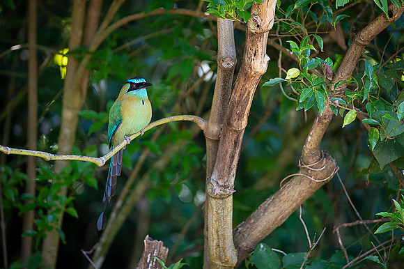 Blue-crowned Motmot