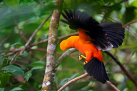 Andean cock-of-the-rock