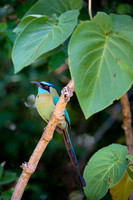 Blue-crowned Motmot