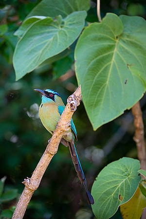 Blue-crowned Motmot