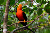 Andean cock-of-the-rock