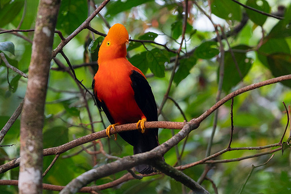 Andean cock-of-the-rock