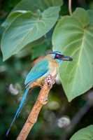 Blue-crowned Motmot