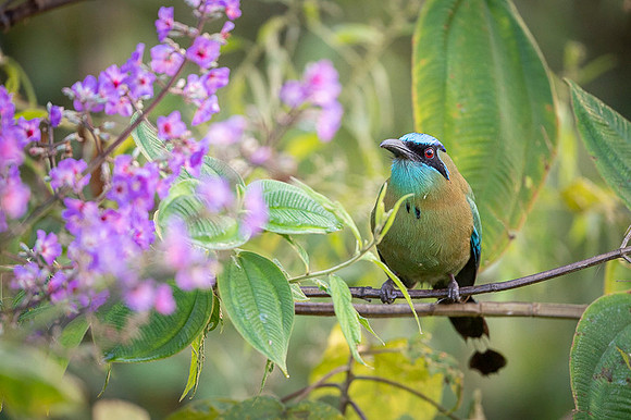 Blue-crowned Motmot