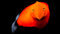 Andean cock-of-the-rock