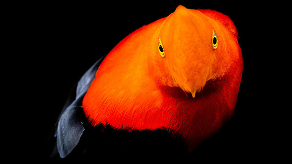 Andean cock-of-the-rock