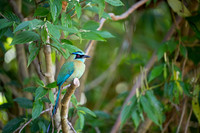 Blue-crowned Motmot