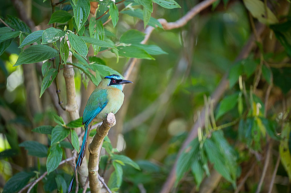 Blue-crowned Motmot