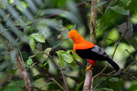 Andean cock-of-the-rock