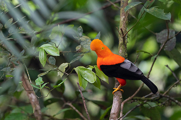 Andean cock-of-the-rock
