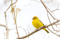 Saffron Finch