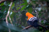 Andean cock-of-the-rock